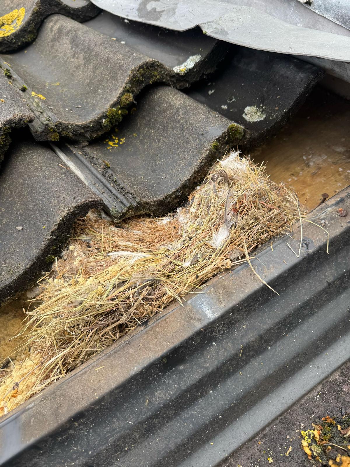 Overlast vogelnest dakgoot
